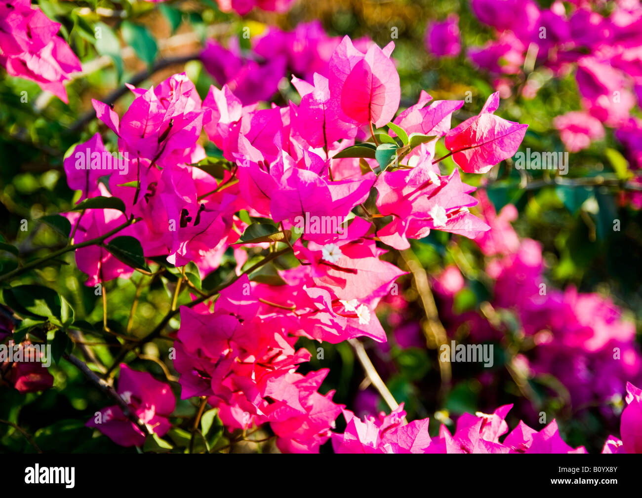 Bougainvilla plant in full bloom with glowing magenta-red flowers in open sunshine thrive in tropical environmental conditions. Stock Photo