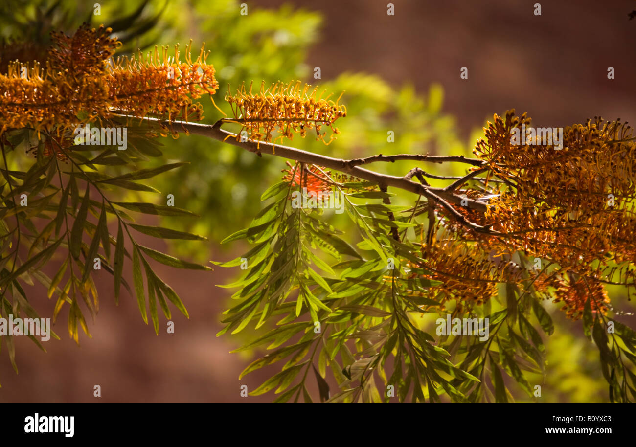 Branch foreground detail hi-res stock photography and images - Alamy