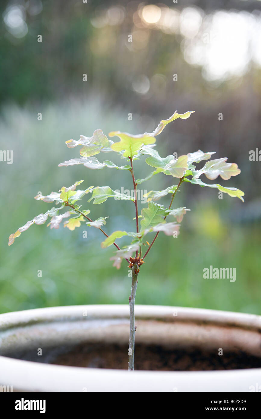 Oak tree quercus sp seedling hi-res stock photography and images - Alamy