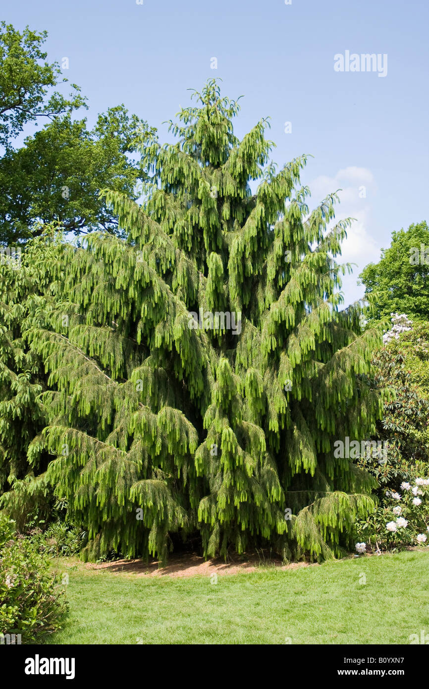 A Brewers Spruce tree (Picea breweriana) in Spring in West Sussex, England, UK Stock Photo
