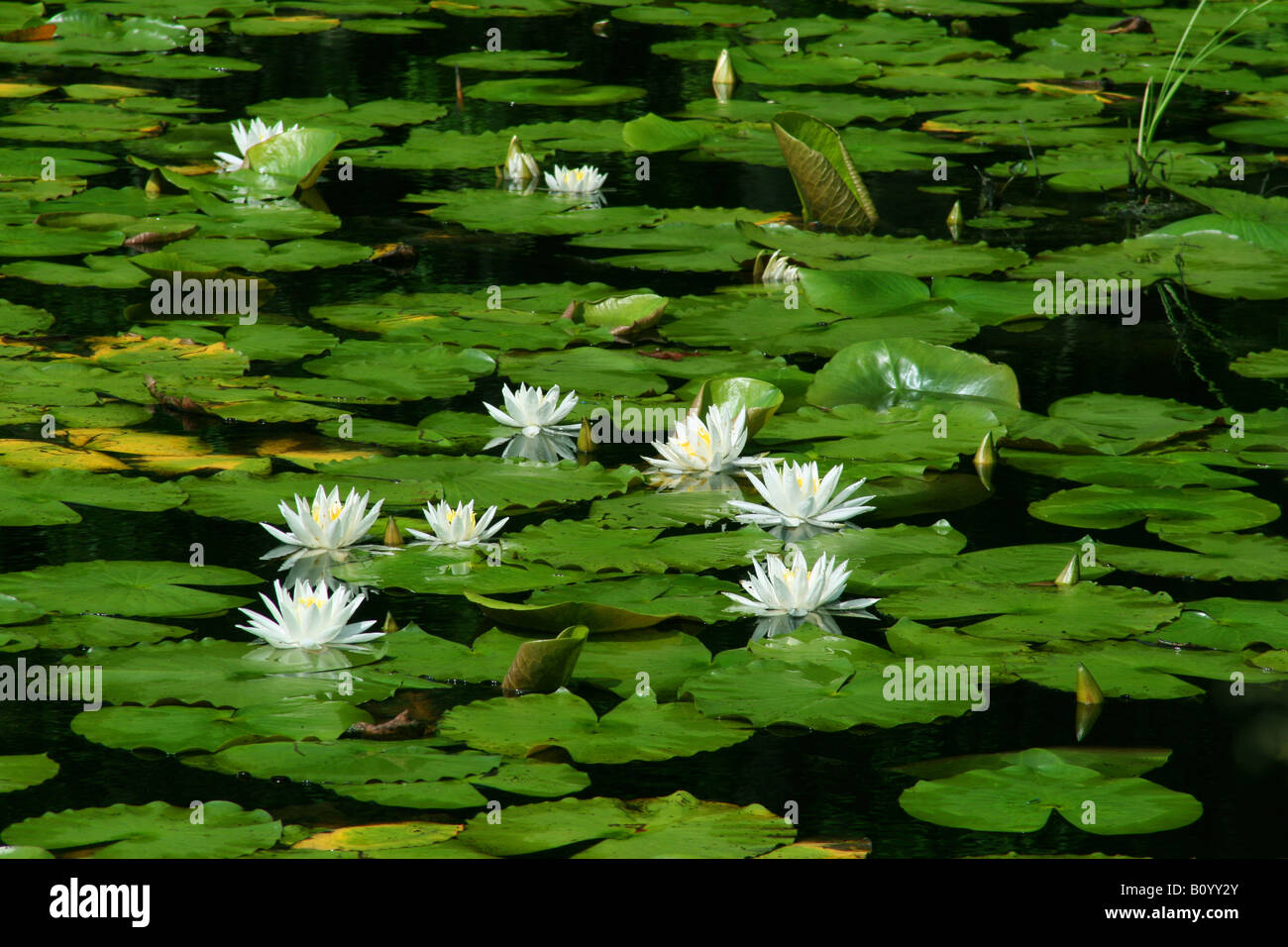 Fragrant White Water Lily Nymphaea odorata Stock Photo