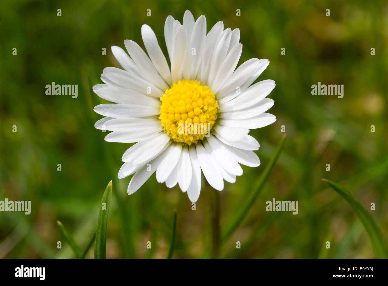 Horizontal macro close up of a common lawn daisy 