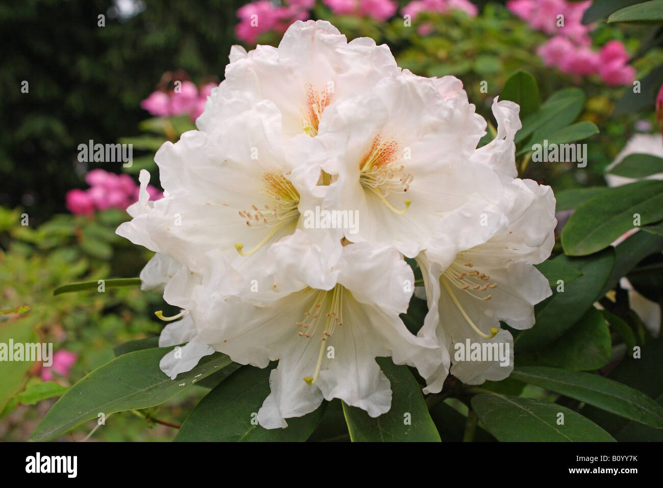 Bureavii hi-res stock photography and images - Alamy