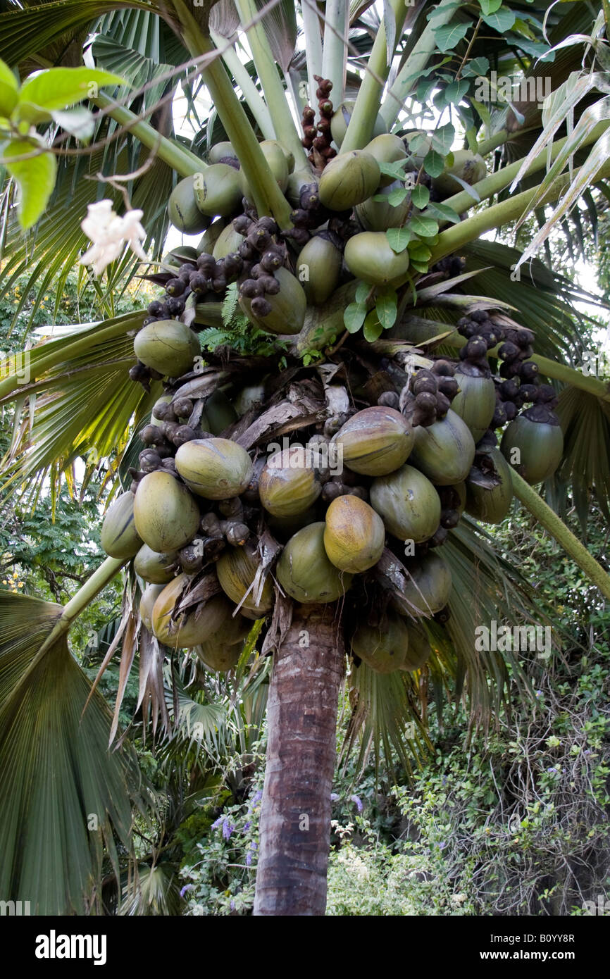 Coco de mer - Lodoicea maldivica in the Seychelles Stock Photo - Alamy