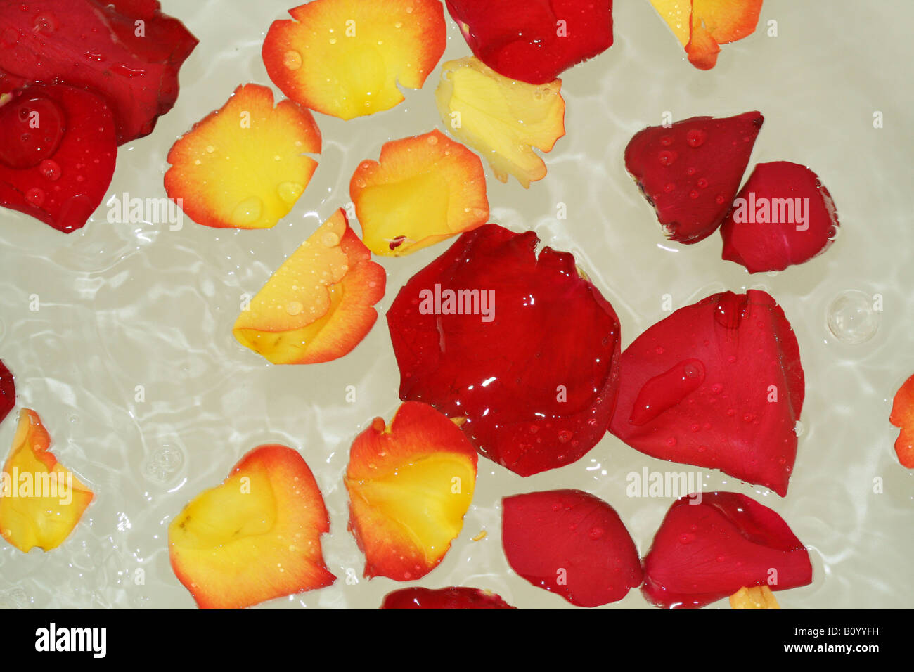 Rose Petals in hot tub Stock Photo Alamy