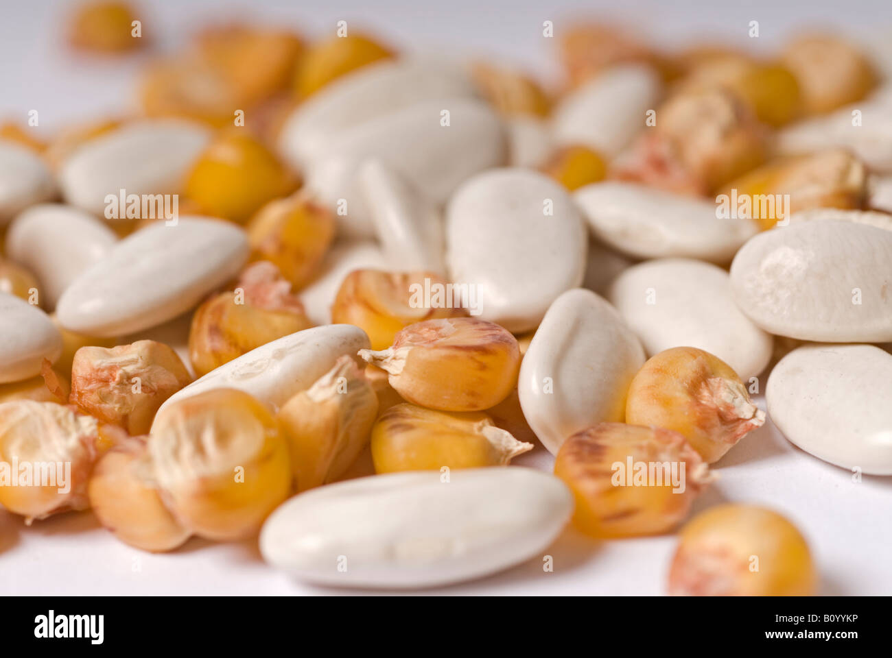 Stock photo of Maize and Haricot beans shot against a white background Stock Photo