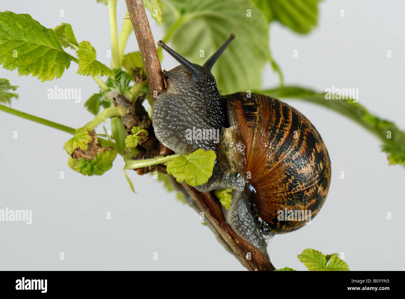 Garden snail Cornu aspersum climbing over young raspberry leaves Stock Photo