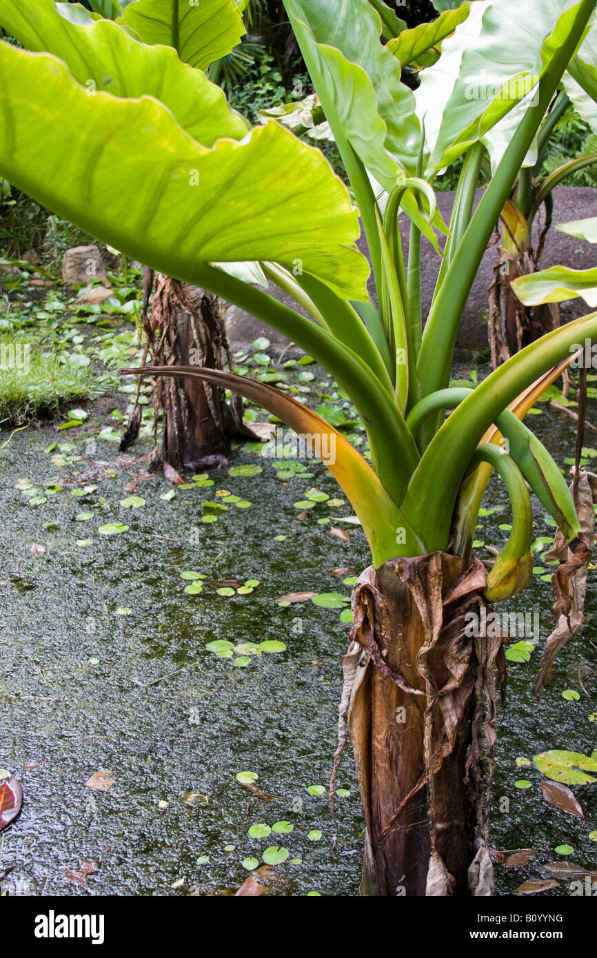 Alocasia Plant in a boggy swamp Stock Photo Alamy