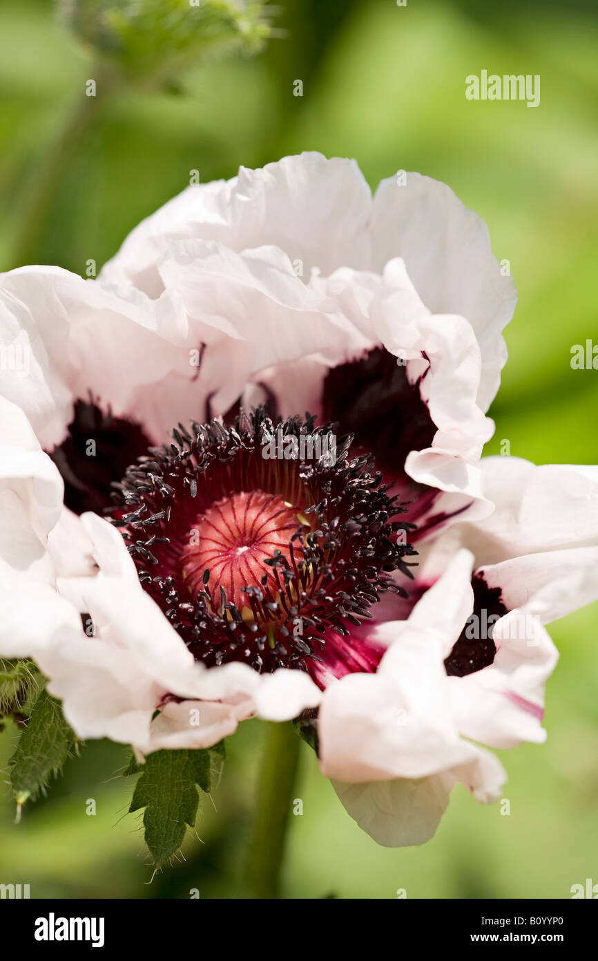 Black and white poppy hires stock photography and images Alamy