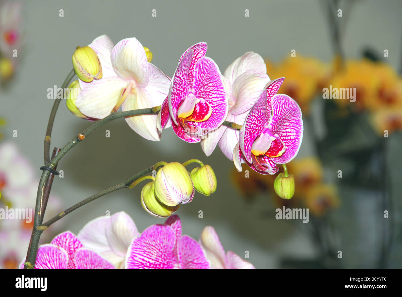 The nature show hi-res stock photography and images - Alamy