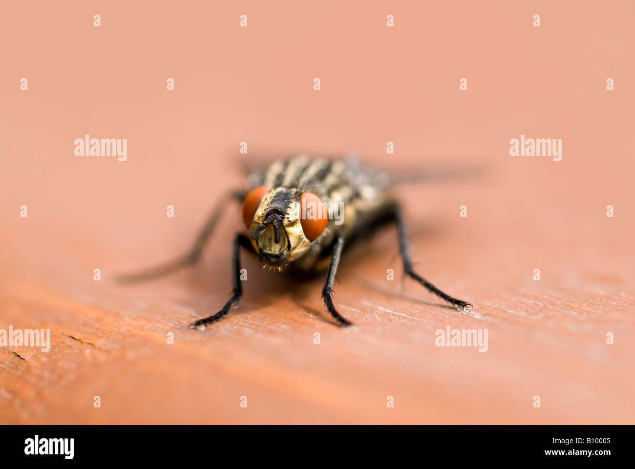 Horizontal macro close up of a common house fly 'Musca Domestica'. Stock Photo