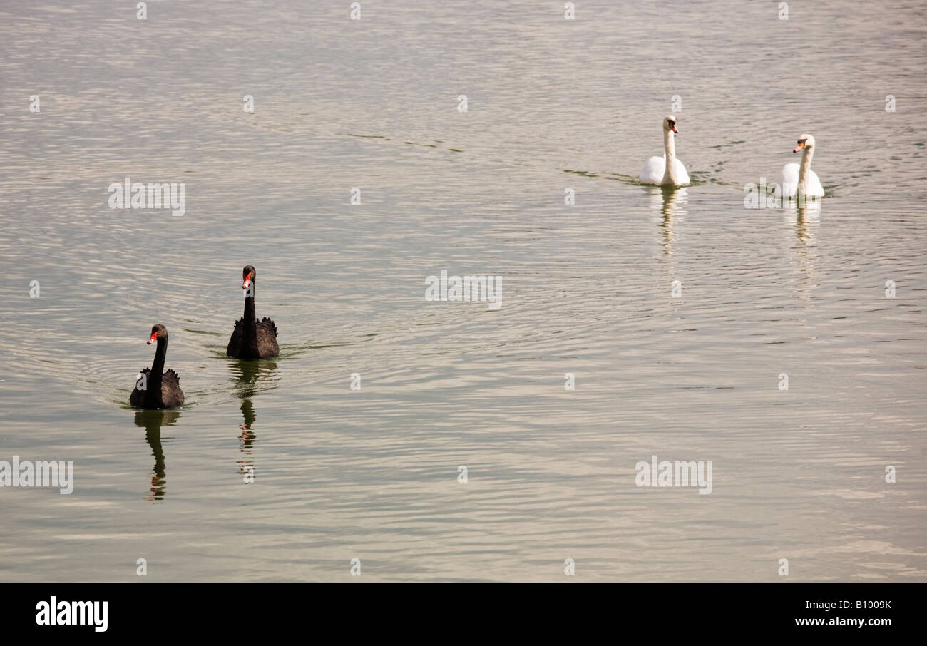 Swans swimming in lake water,Mistley,Essex,England,UK Stock Photo