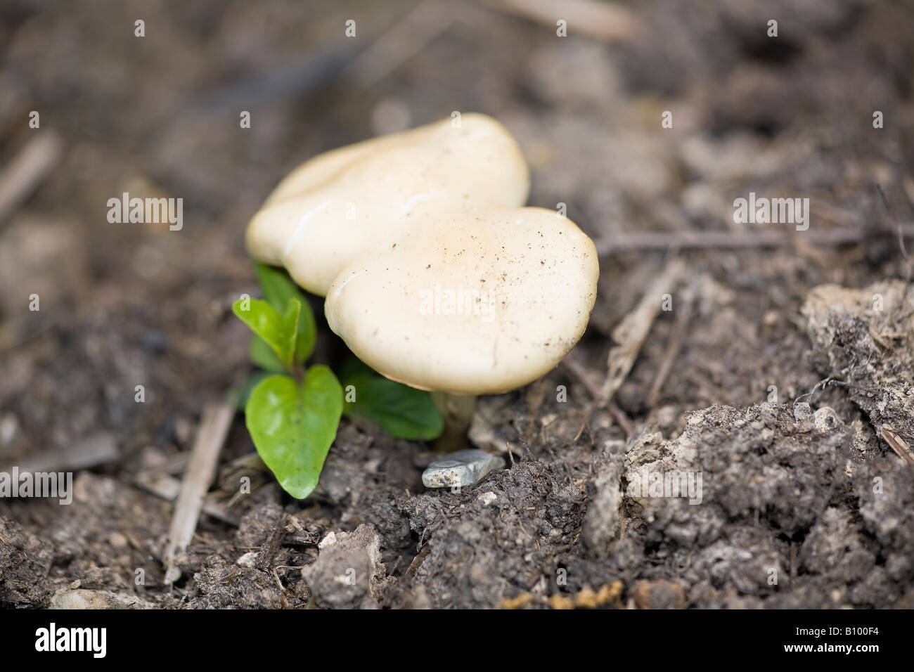 Button mushroom hires stock photography and images Alamy