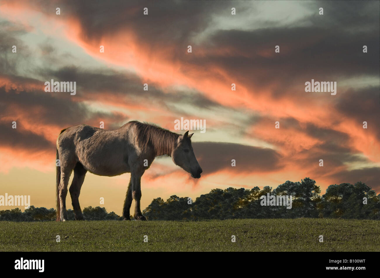 Sway back horse hires stock photography and images Alamy