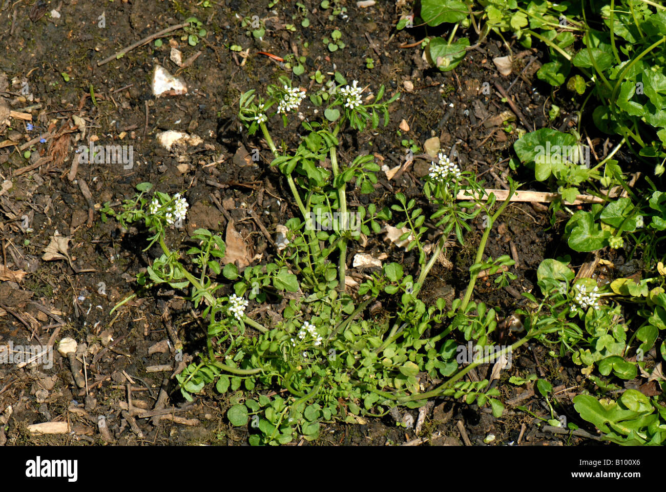 Hairy bittercress Cardamine hirsuta flowering plant Stock Photo