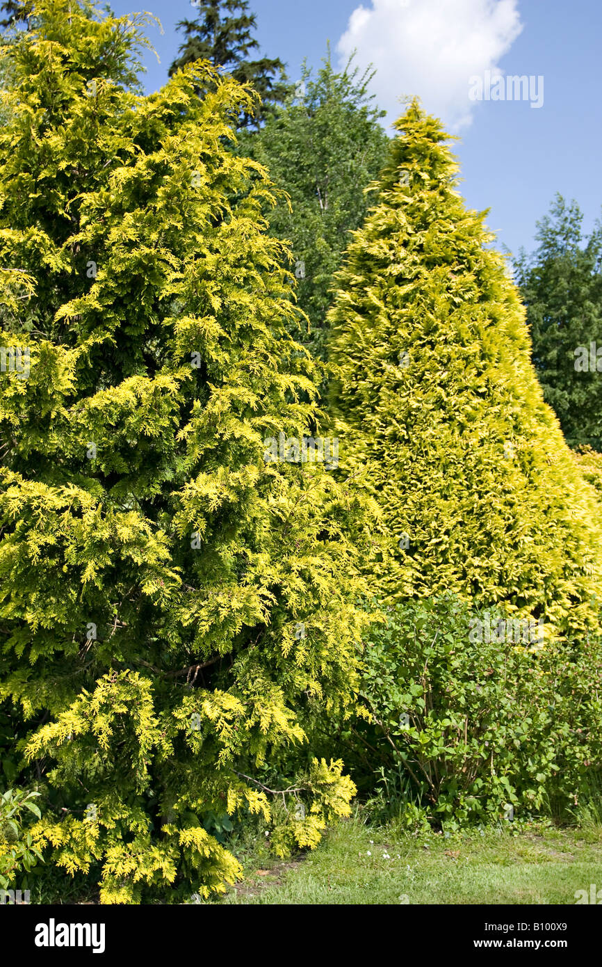 Golden Hinoke Cypress in Spring, in West Sussex, England, UK Stock Photo