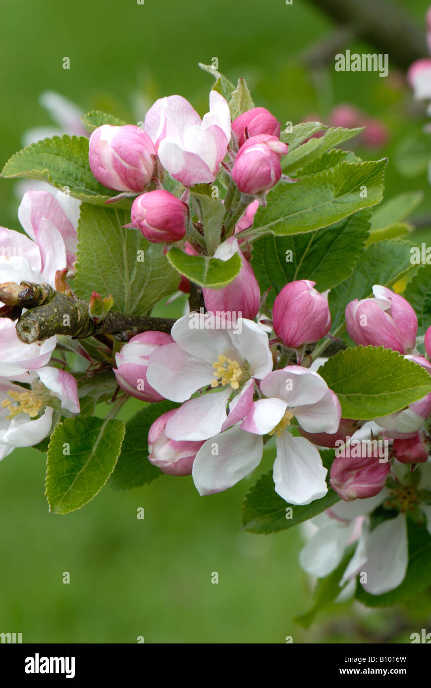 King flowers and pink buds developing on an apple tree variety Sunset Stock Photo