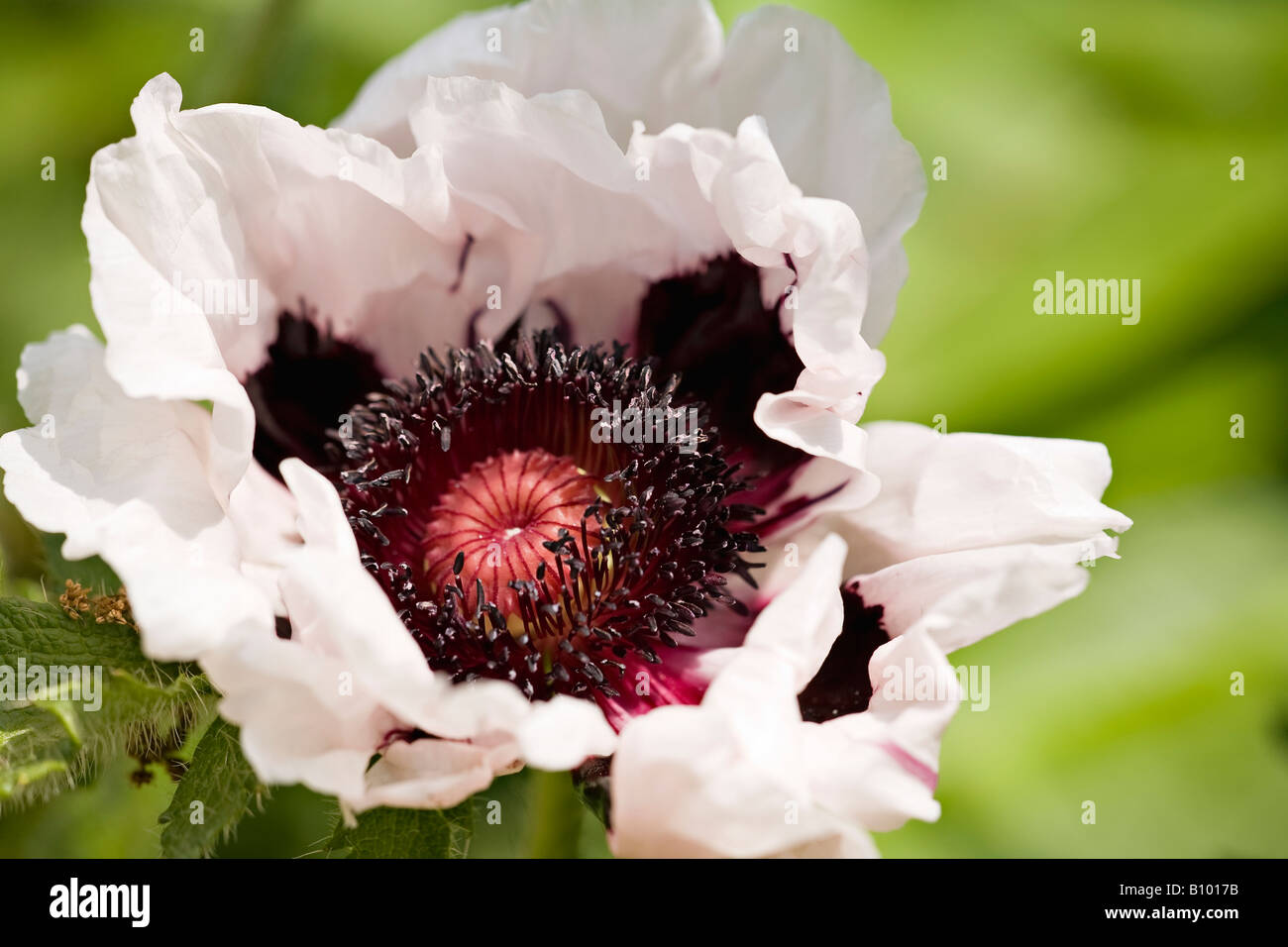 Black and white poppy hires stock photography and images Alamy
