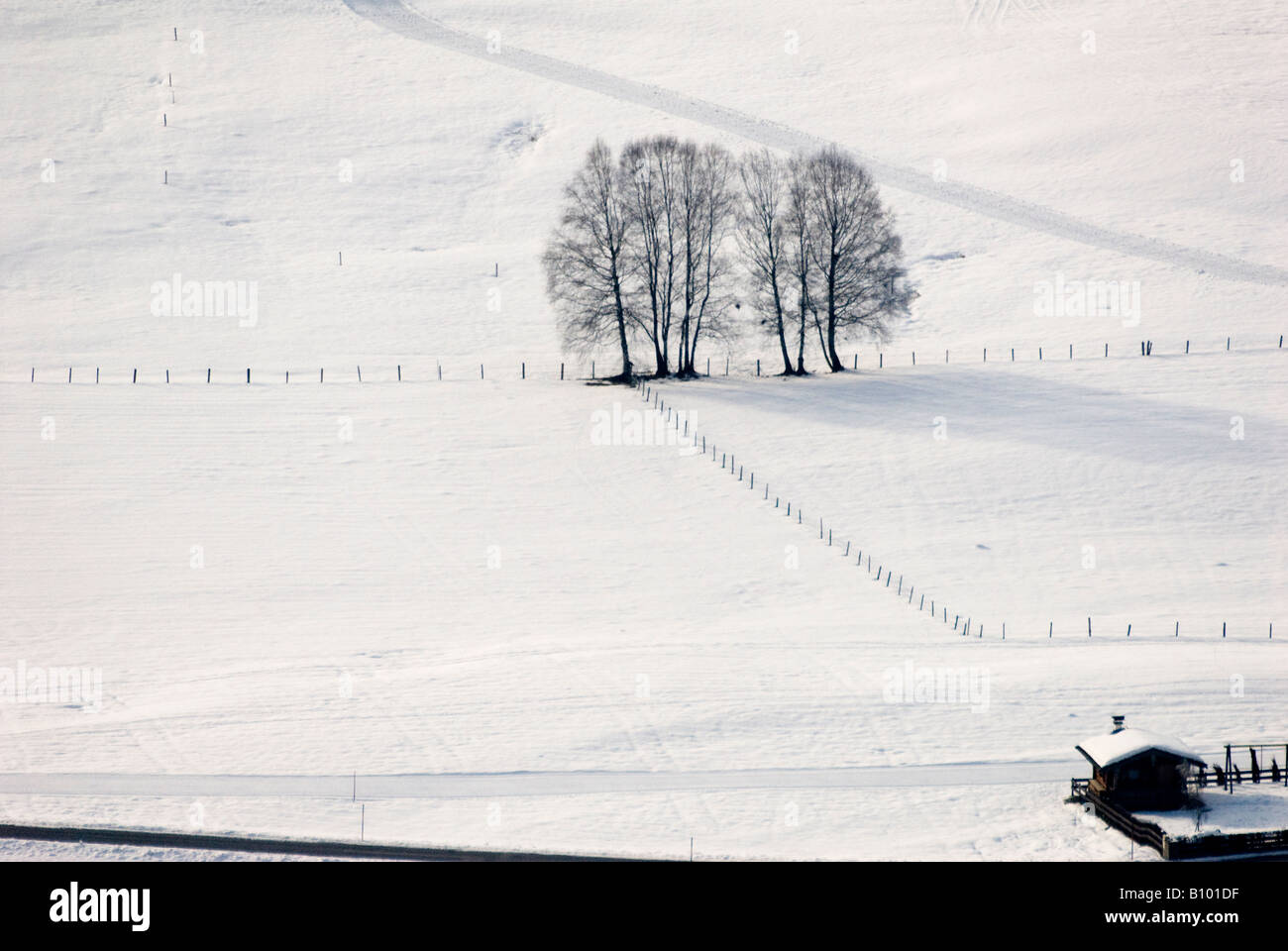 Trees in a snowy landscape Stock Photo - Alamy