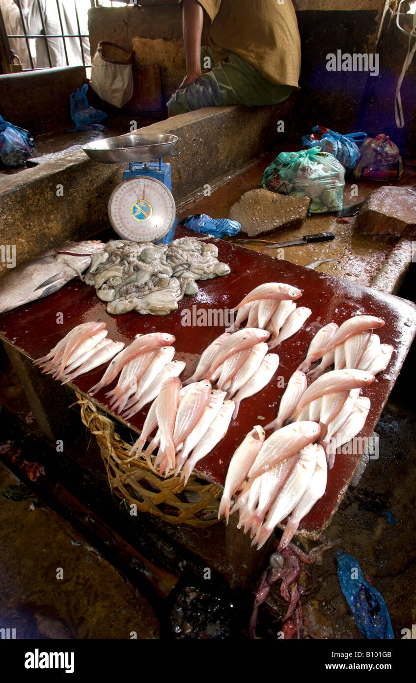 Fresh Fish seafood Market Stock Photo Alamy