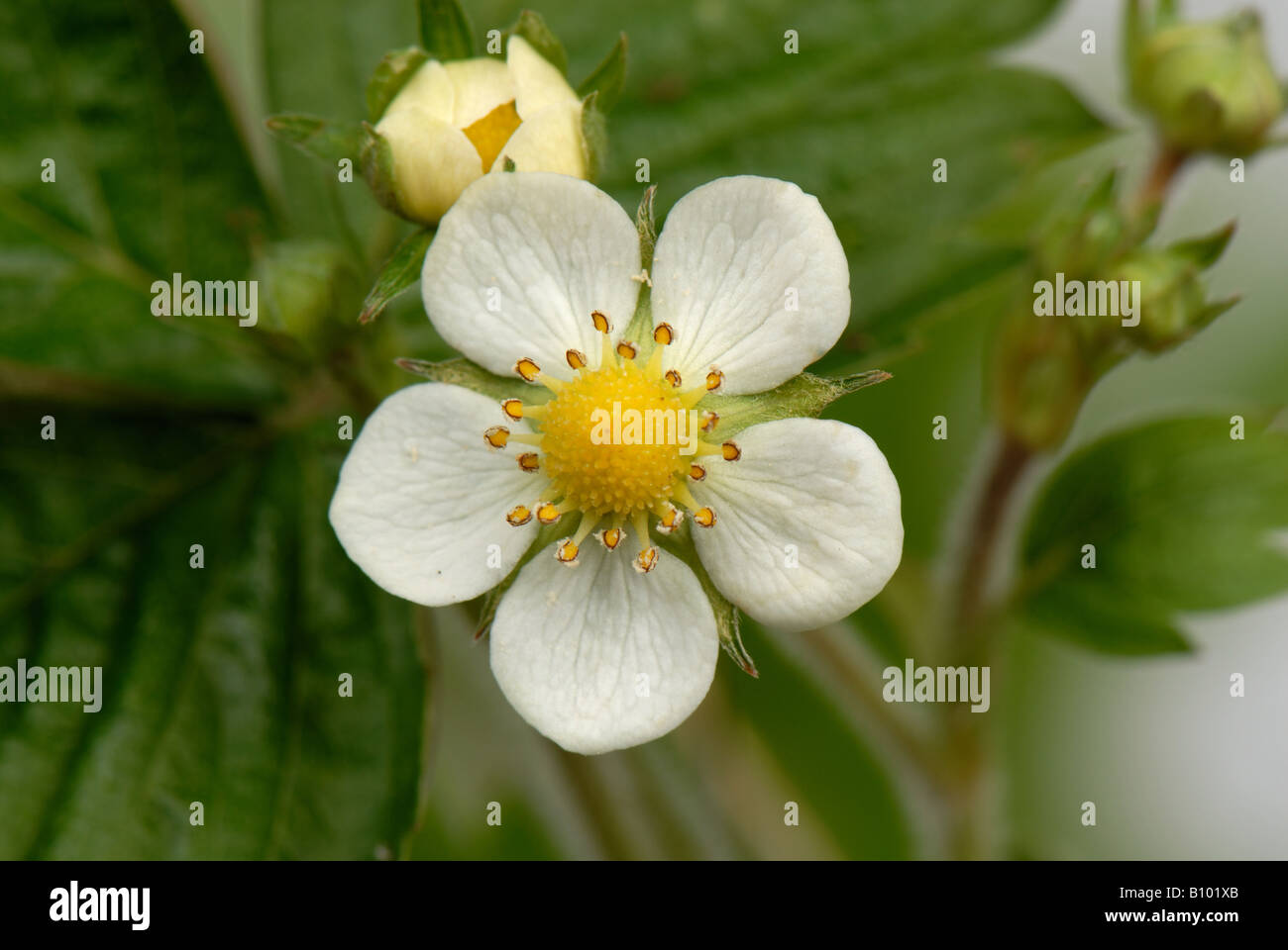 Wild strawberry Fragaria vesca flower showing petals and yellow centre Stock Photo
