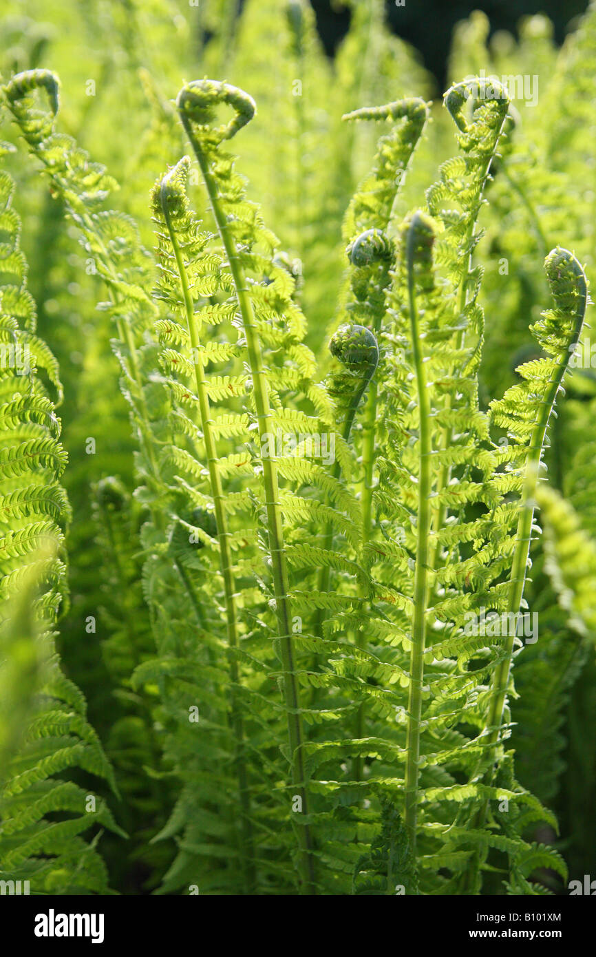 Common male fern Dryopteris filix-mas leaves budding Stock Photo
