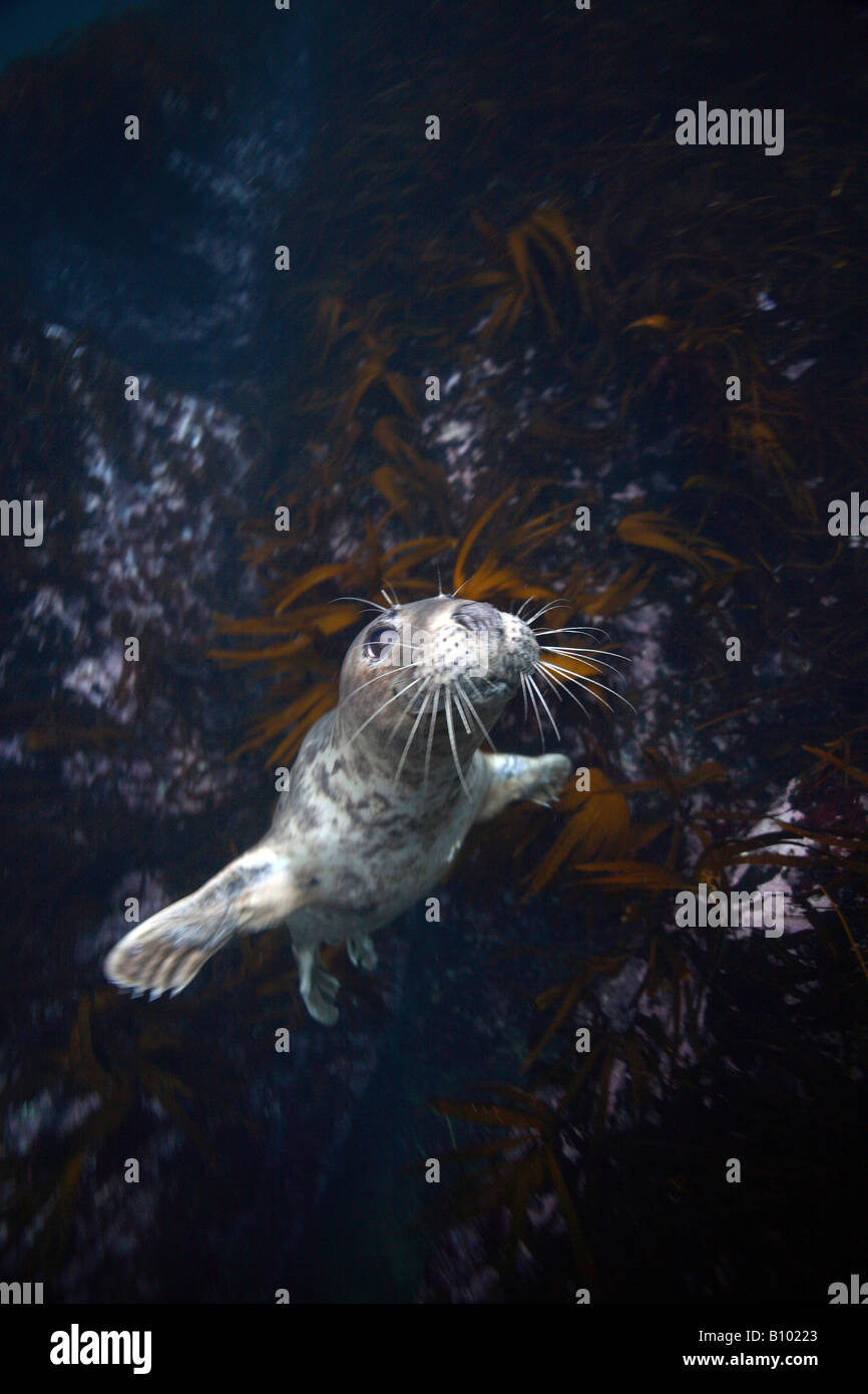 Grey Seal Halichoerus grypus Valentia Island Atlantic Ireland Stock Photo