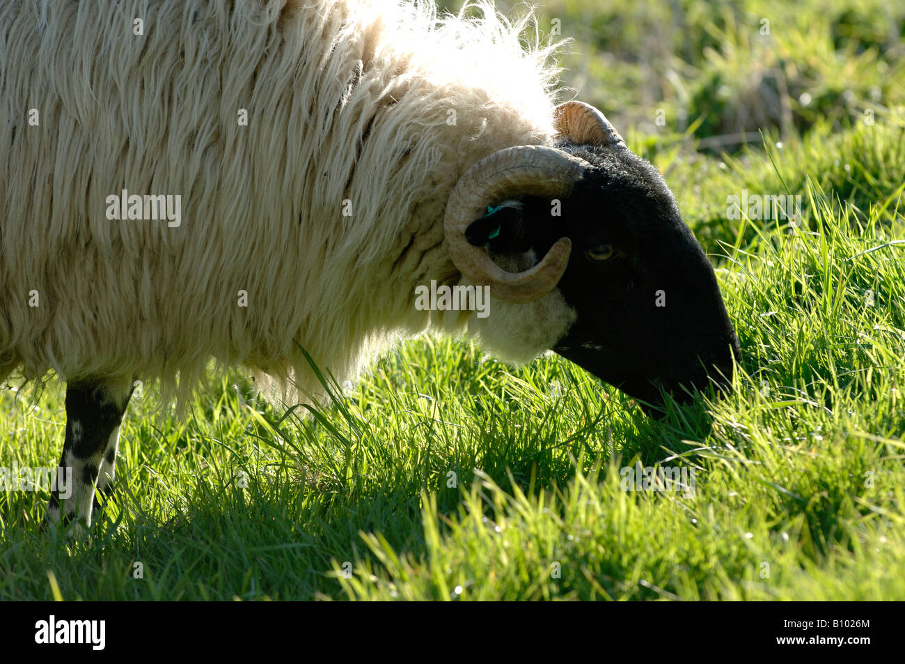 Scottish blackface ewe grazing on good spring pasture Devon Stock Photo