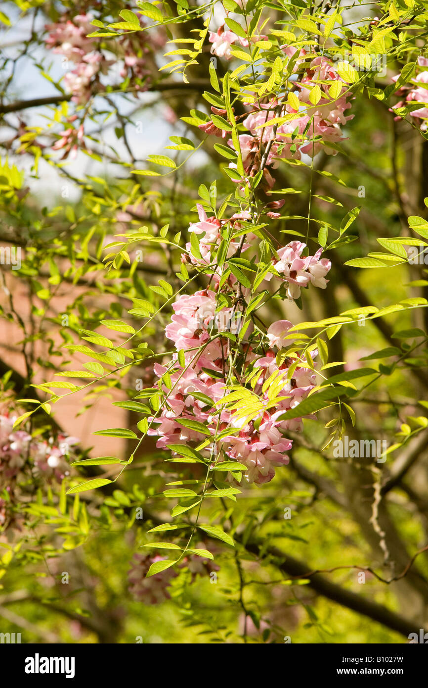 Pink flowers and new spring leaves of false acacia tree Robinia pseudoacacia Decaisneana against a blue sky in the sun Stock Photo