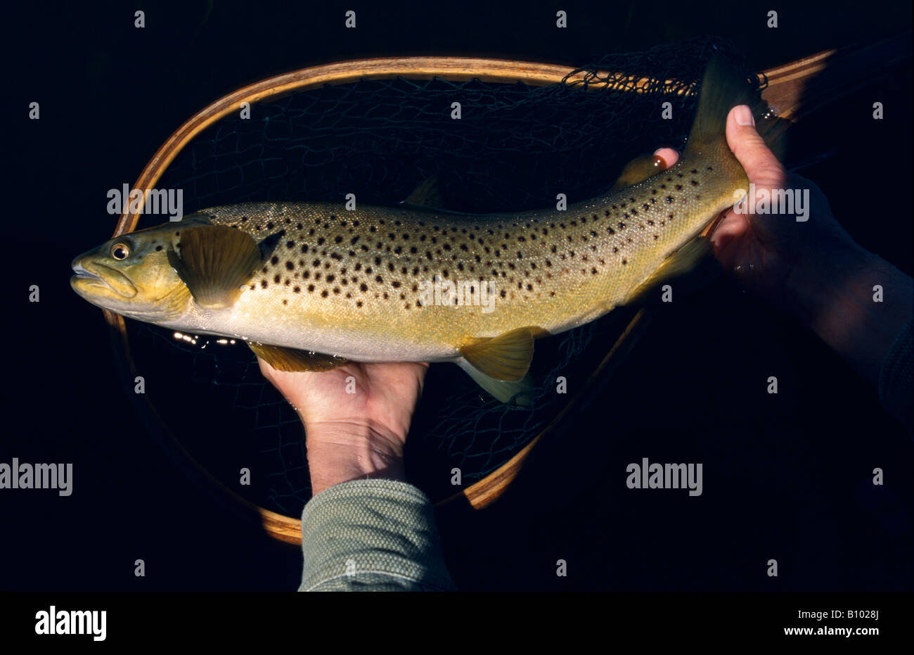 Whopper fish hi-res stock photography and images - Alamy