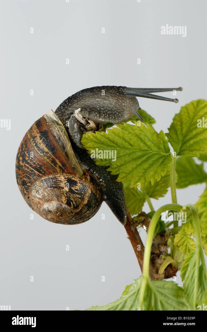 Garden snail Cornu aspersum climbing over young raspberry leaves Stock Photo