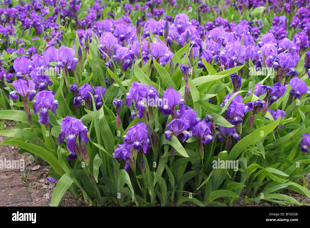 Miniature tall bearded iris,Iris aphylla Stock Photo Alamy
