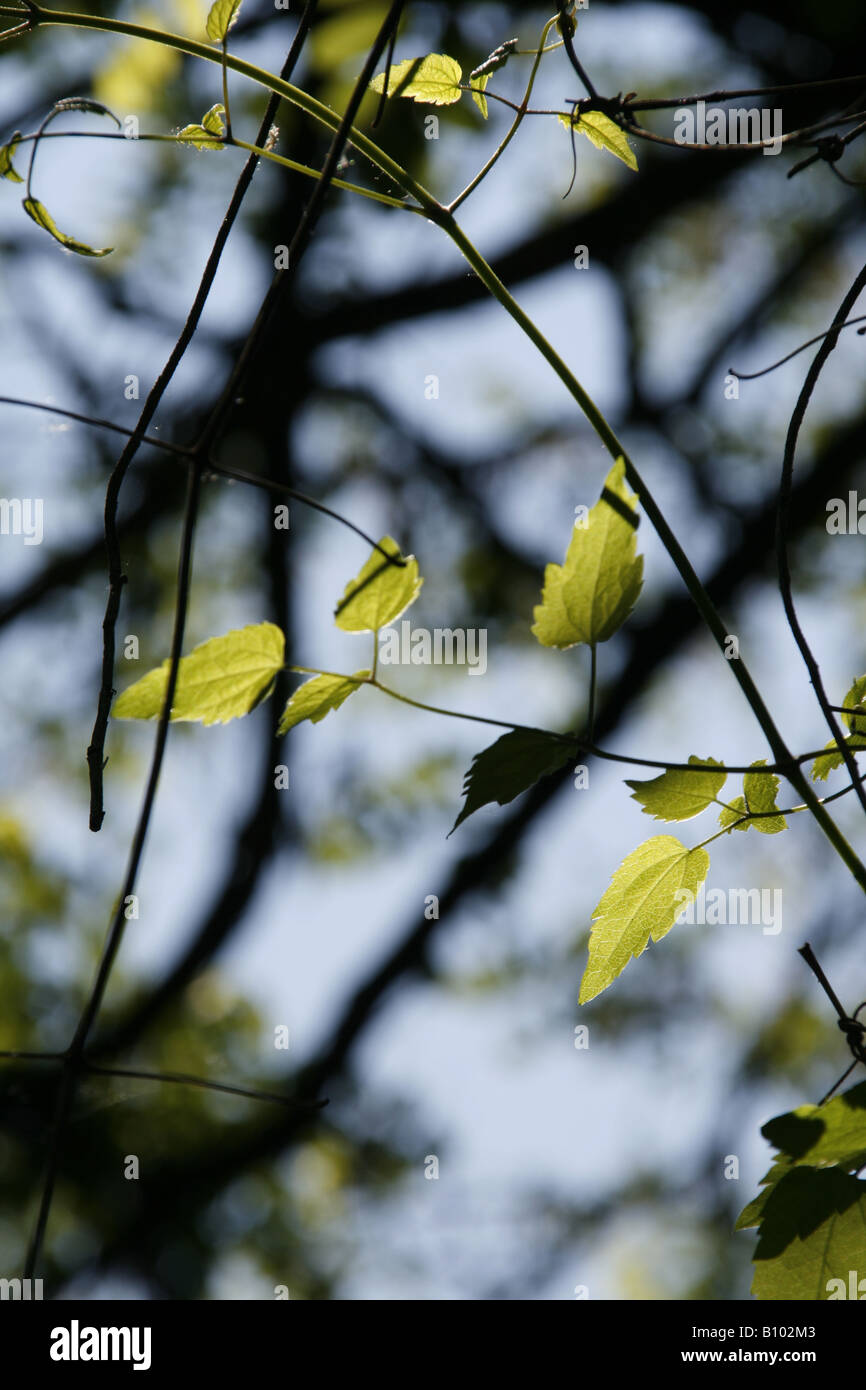 green leaves lit by sun in forest Stock Photo - Alamy