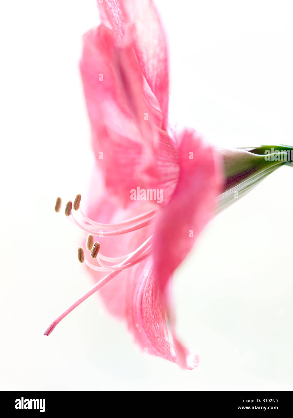 Amaryllis Stock Photo