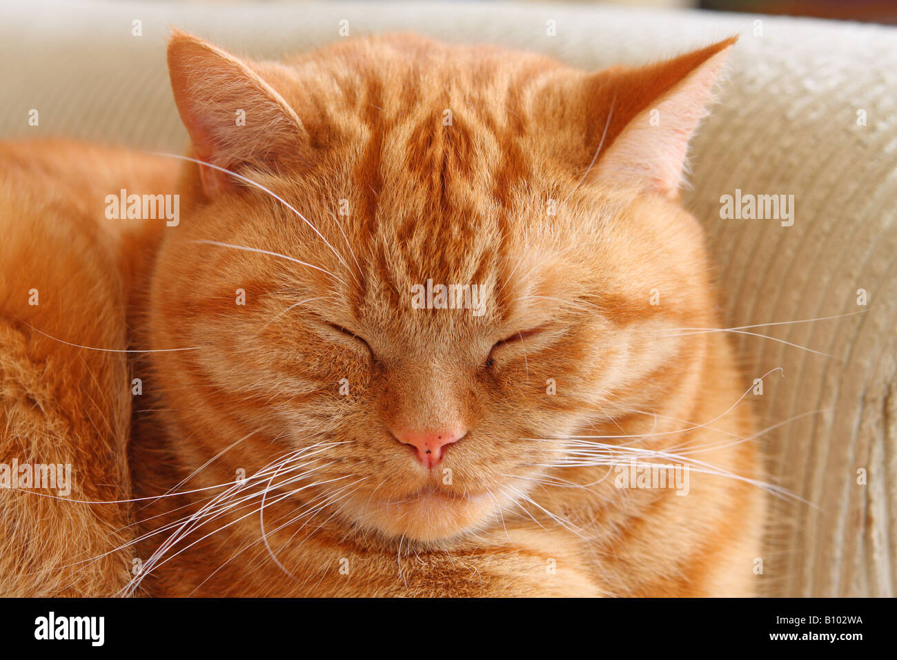 Ginger british shorthair cat Stock Photo Alamy