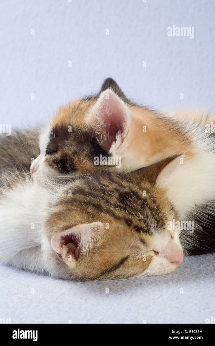 sleeping kittens isolated Stock Photo - Alamy