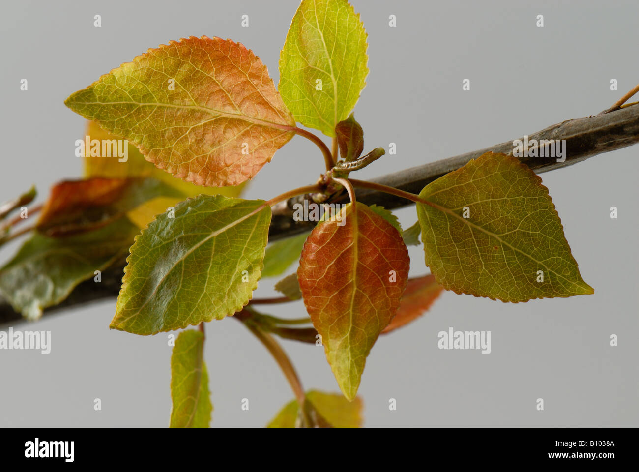 Young immature spring leaves on Populus robusta tree Stock Photo