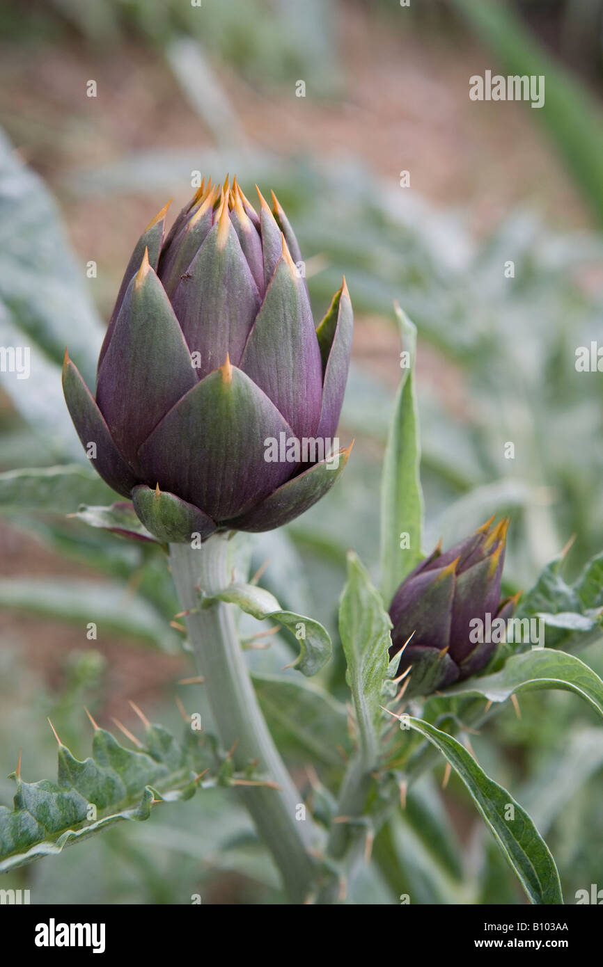 Artichoke, Food Stock Photo