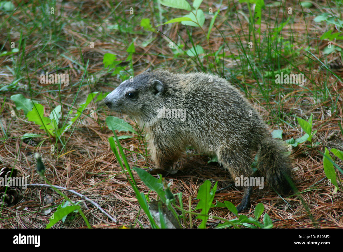 Baby Groundhog or Woodchuck Marmota monax Eastern North America Stock Photo