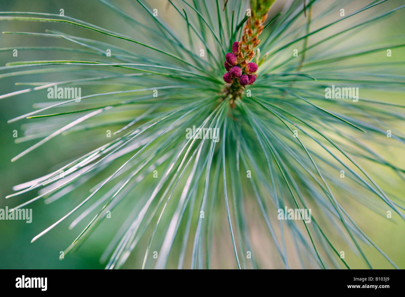 Pine blossom Pinus cembra Stock Photo
