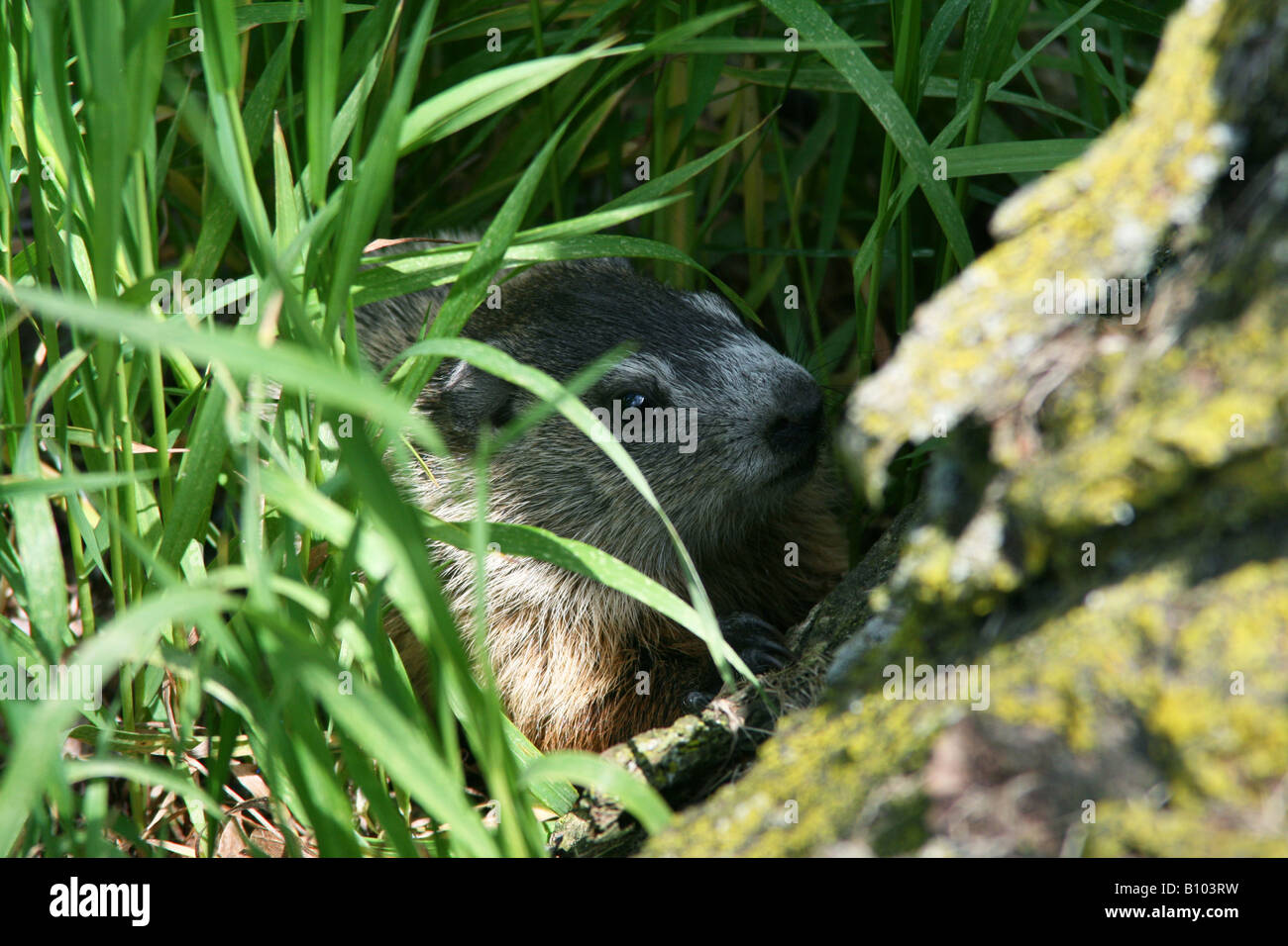 Baby woodchuck hires stock photography and images Alamy