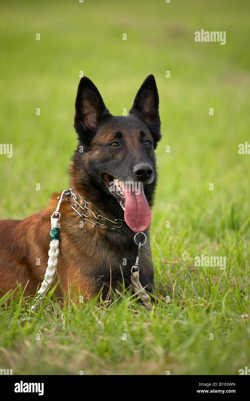 Belgian Malinois at training Stock Photo Alamy