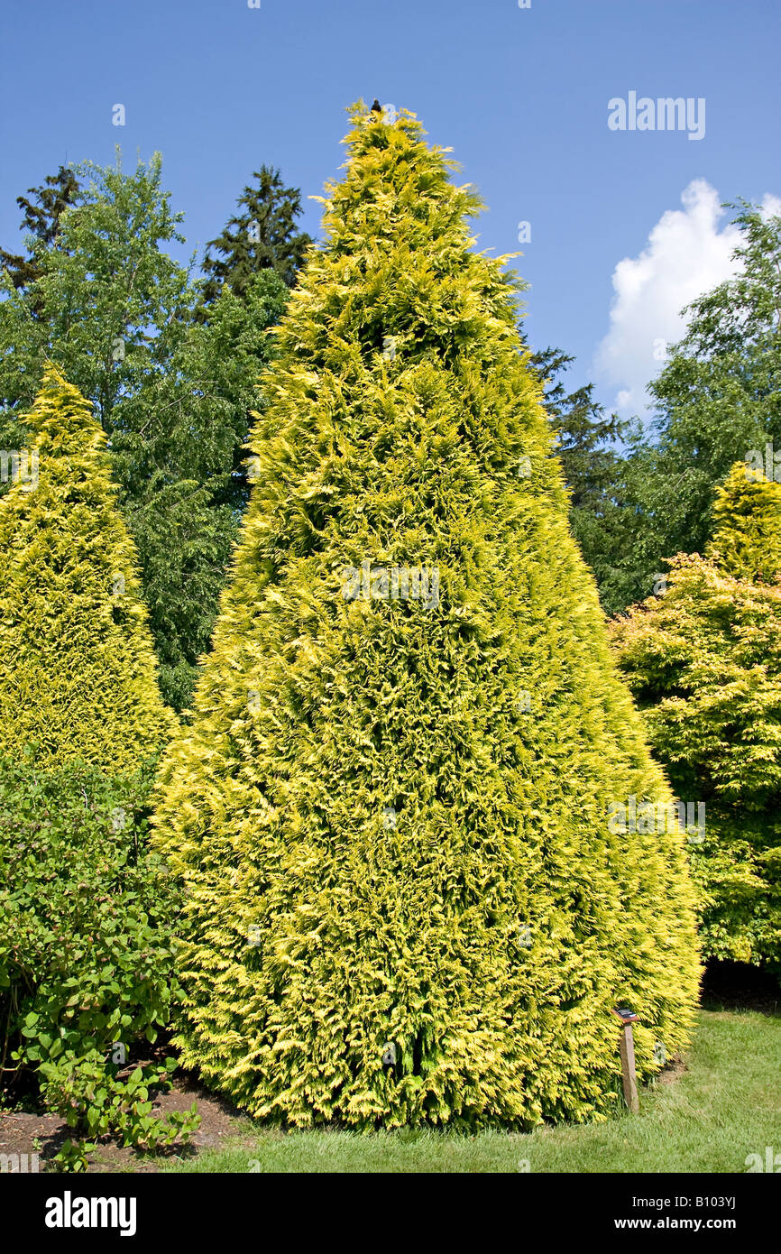 Portrait of a Lawson's Cypress (Chamaecyparis lawsoniana) in Spring, in West Sussex, England, UK Stock Photo