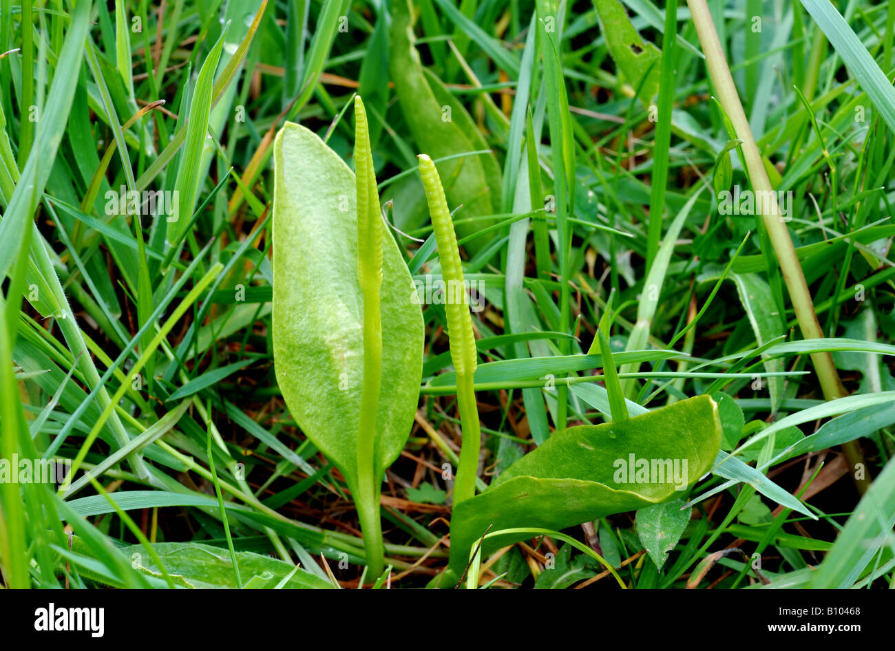 Adderstongue fern at Draycote Meadows, Warwickshire, England, UK Stock Photo