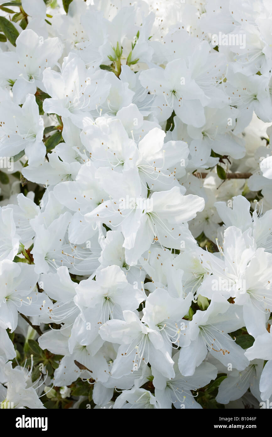 White flowers of Rhododendron Mucronatum in bloom in Spring in  Sussex, England Stock Photo