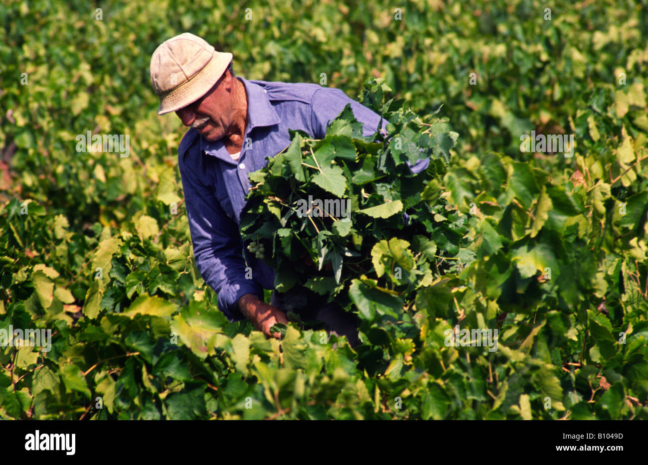 Farmer in wine yard. Crete, Greece. Stock Photo