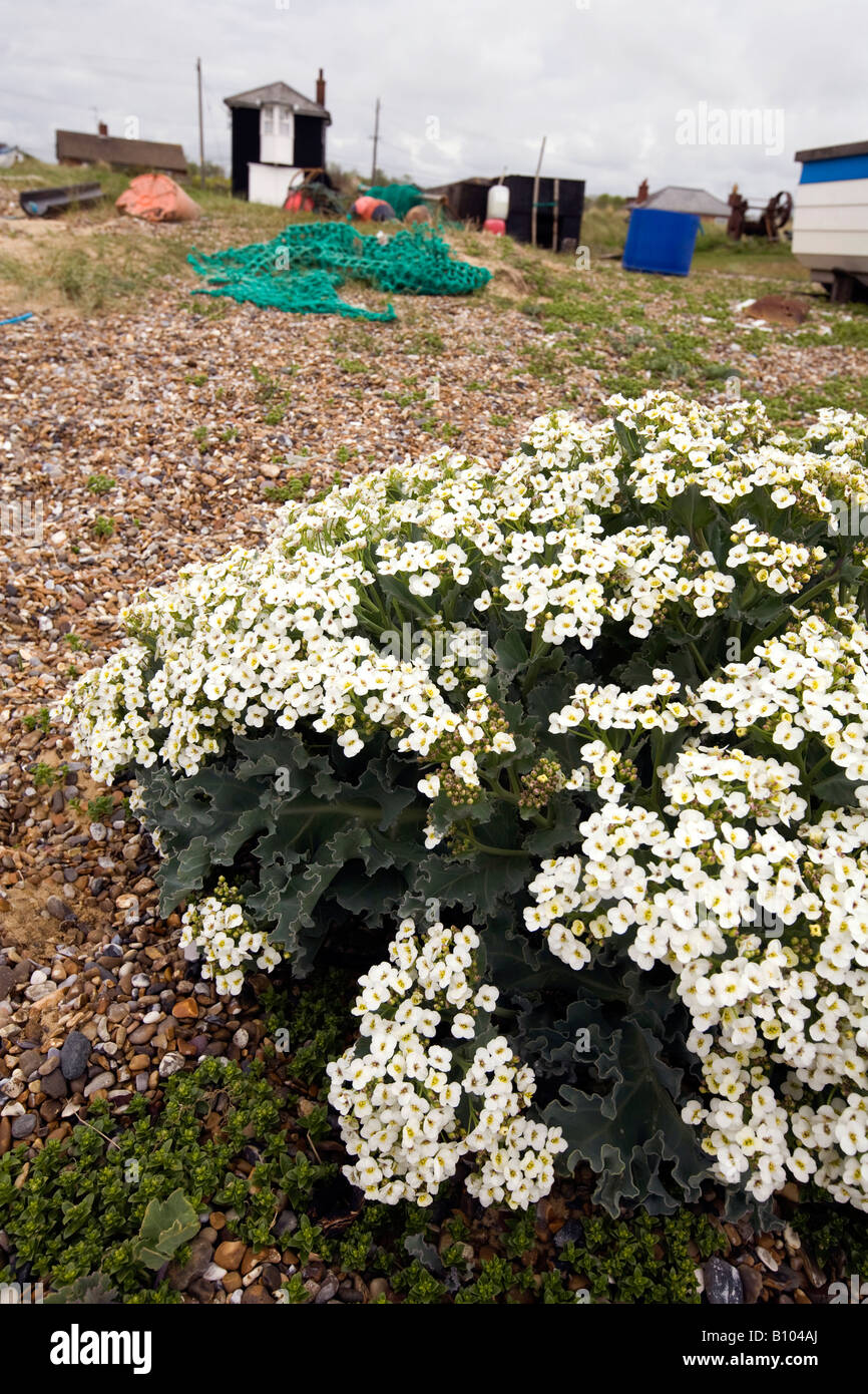 UK England Suffolk Sizewell beach flowering Sea Kale Crambe maritima ...