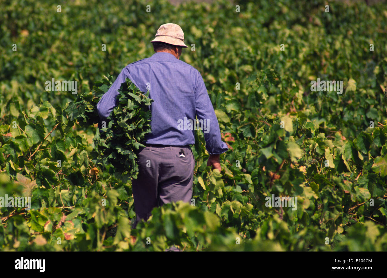 Farmer in wine yard. Crete, Greece. Stock Photo