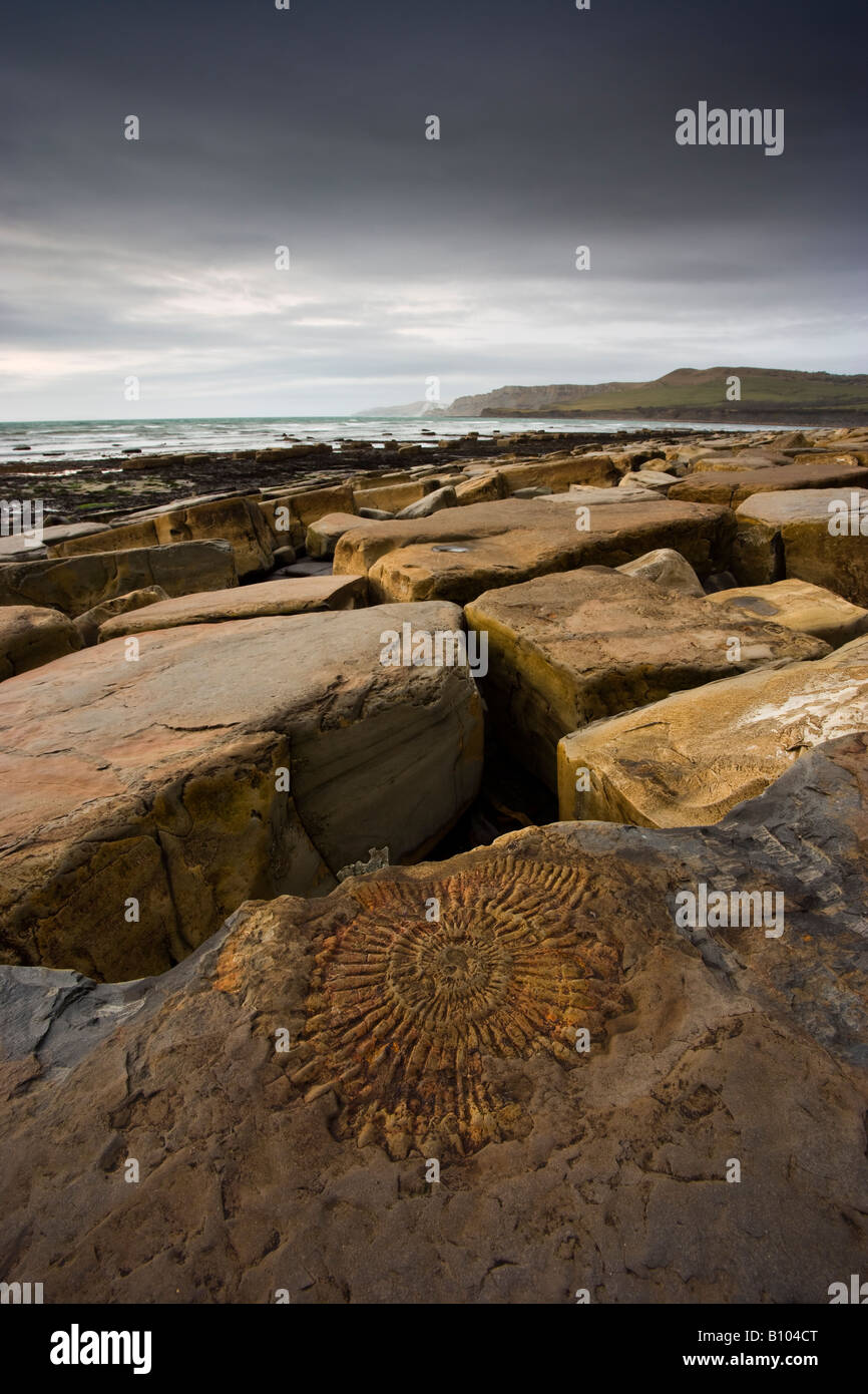 Fossil in rocks at Kimmeridge Bay, Dorset, UK Stock Photo