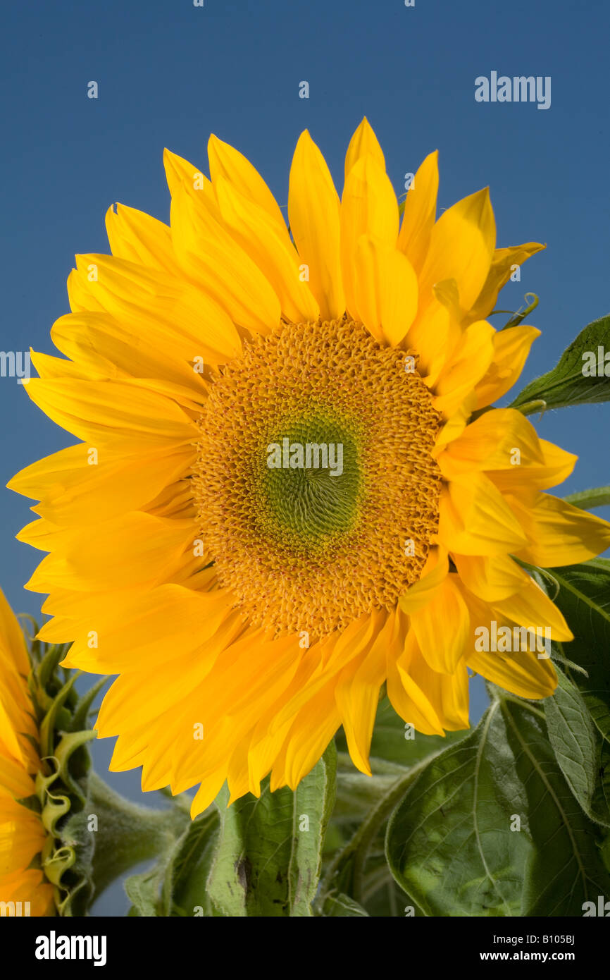 Well lit sunflower Stock Photo